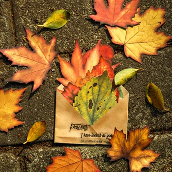12packs/LOT Есенни листа цвете писмо серия творческа простота материал пакет съобщение хартия бележка подложка
